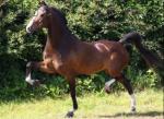 Hackney Ponies and Miscellaneous 