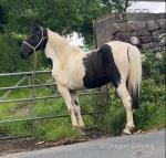 15.1hh Driving Mare