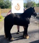 Colt