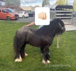 Colt