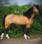 14.3hh Stallion