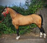 14.3hh Stallion