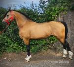 14.3hh Stallion