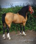 14.3hh Stallion