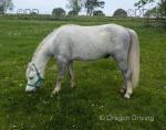 Sweep, 12hh Gelding 