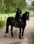 15hh Welsh Section D Riding Gelding