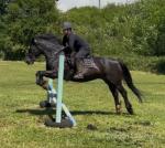 15hh Welsh Section D Riding Gelding
