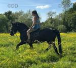 15hh Welsh Section D Riding Gelding