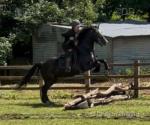 15hh Welsh Section D Riding Gelding