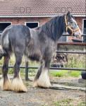 Millie, Filly