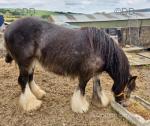 Millie, Filly