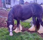Millie, Filly