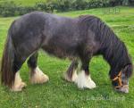 Millie, Filly