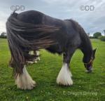 Millie, Filly