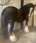 Millie, Filly