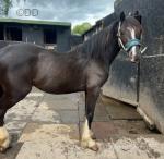 Candl Lewis, Driving Colt