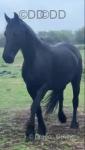 Z.Tilly, 15.1hh Friesian Mare in Foal