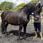 Z.Tilly, 15.1hh Friesian Mare in Foal
