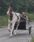 Junior, 15.1hh Driving Gelding