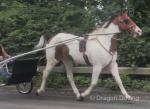 Junior, 15.1hh Driving Gelding