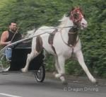 Junior, 15.1hh Driving Gelding