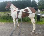 Junior, 15.1hh Driving Gelding