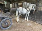 Blueboy, 15.1hh Driving Gelding 