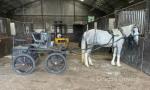 Blueboy, 15.1hh Driving Gelding 
