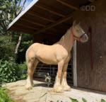 Yearling Colt