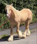 Yearling Colt
