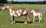 12.2hh Broodmare with Colt Foal at Foot