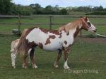 12.2hh Broodmare with Colt Foal at Foot