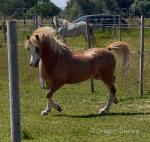 Spirit, 11.2hh Gelding 