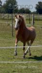 Spirit, 11.2hh Gelding 