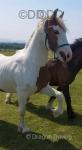 Kentucky Joe, Gelding 