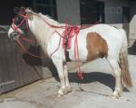 Kentucky Joe, Gelding 