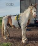 Kentucky Joe, Gelding 