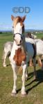 Kentucky Joe, Gelding 