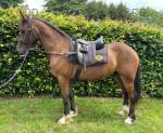14.1hh Welsh Section D Gelding 