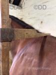 14.1hh Welsh Section D Gelding 