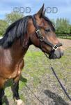 Welsh Section D Gelding 