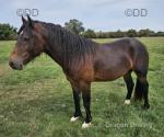 Welsh Section D Gelding 