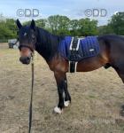 Welsh Section D Gelding 