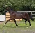 Welsh Section D Gelding 