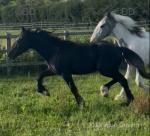 Quarter Bred Colt