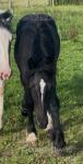 Quarter Bred Colt