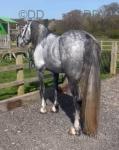 Quarter Bred Colt