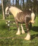 Quarter Bred Colt