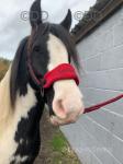 13.3hh Riding Mare