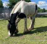 13.3hh Riding Mare